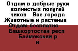 Отдам в добрые руки волнистых попугай.чиков - Все города Животные и растения » Отдам бесплатно   . Башкортостан респ.,Баймакский р-н